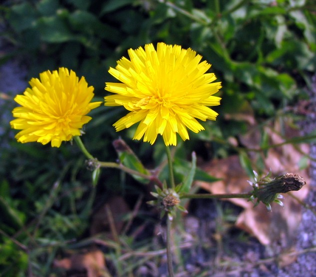 Picris hieracioides / Aspraggine comune